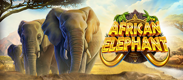 African Elephant